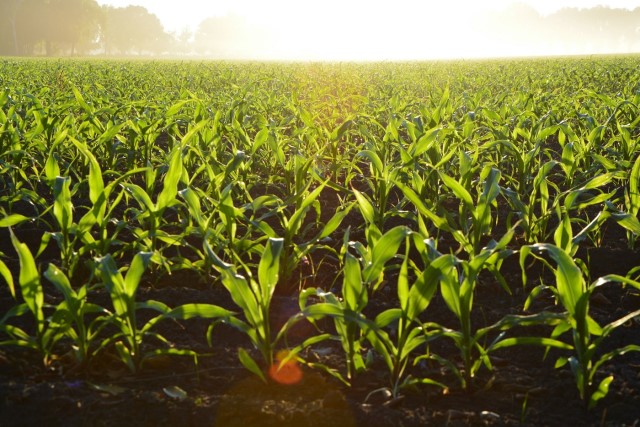 Rabi Crop
